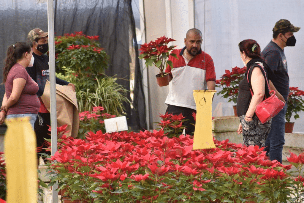 Comercialización de Nochebuena genera más de 70 mdp en ventas: SEDECO - 24  Horas Puebla