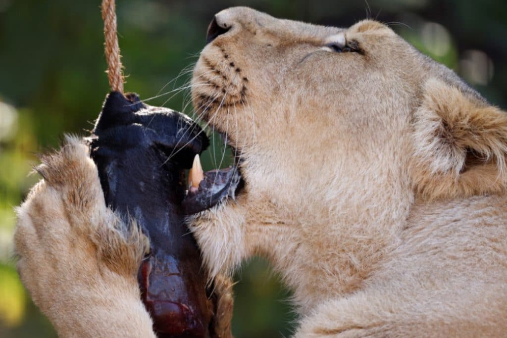 Hombre ofrece su cuerpo al morir para que sirva de alimento para leones de  un zoológico - 24 Horas Puebla