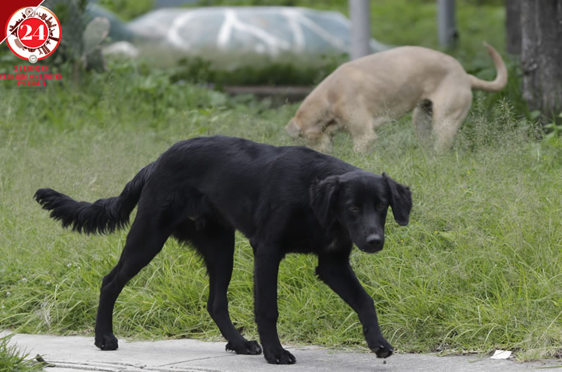 Con el hashtag #AdoptaNoCompres buscan hacer conciencia en ...