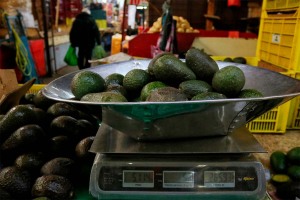 Importación de aguacate, solo si inspectores no corren peligro: USDA 