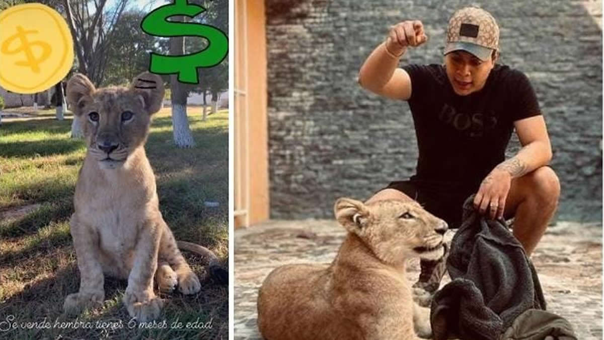 Hijo del alcalde de Amozoc vende una leona “con chip y factura”