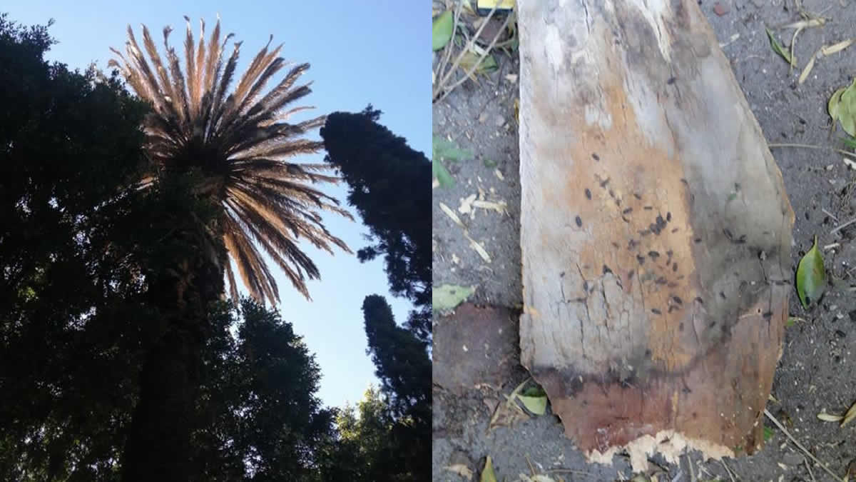 Detecta Medio Ambiente presencia de plaga en arboles del Centro Histórico