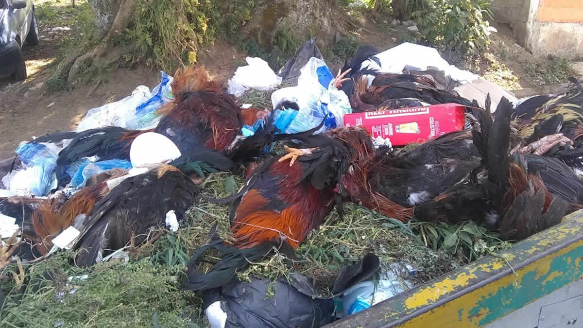 Dejan animales muertos en contenedor de basura tras pelea de gallos en Teziutlán