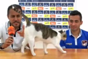 Foto:Captura de pantalla|Video: ¡Comper! Gatito se roba la atención de las cámaras en rueda de prensa de futbol