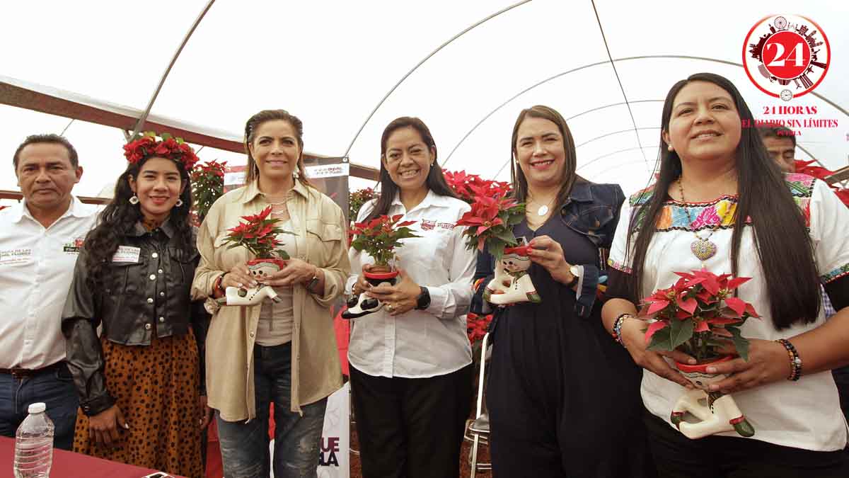 Arranca la temporada de flor de nochebuena en Atlixco - 24 Horas Puebla