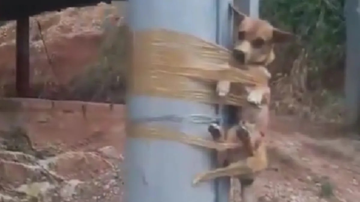 Foto:Captura de pantalla|VIDEO: Encinta al perrito de su vecina; hacía sus necesidades frente a su casa