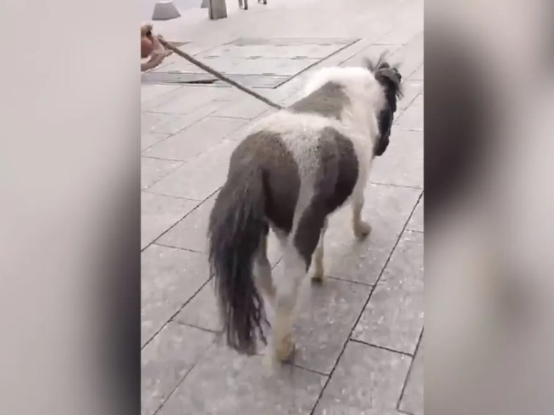 VIDEO: Mujer pasea a su pony por calles de CDMX y se viraliza