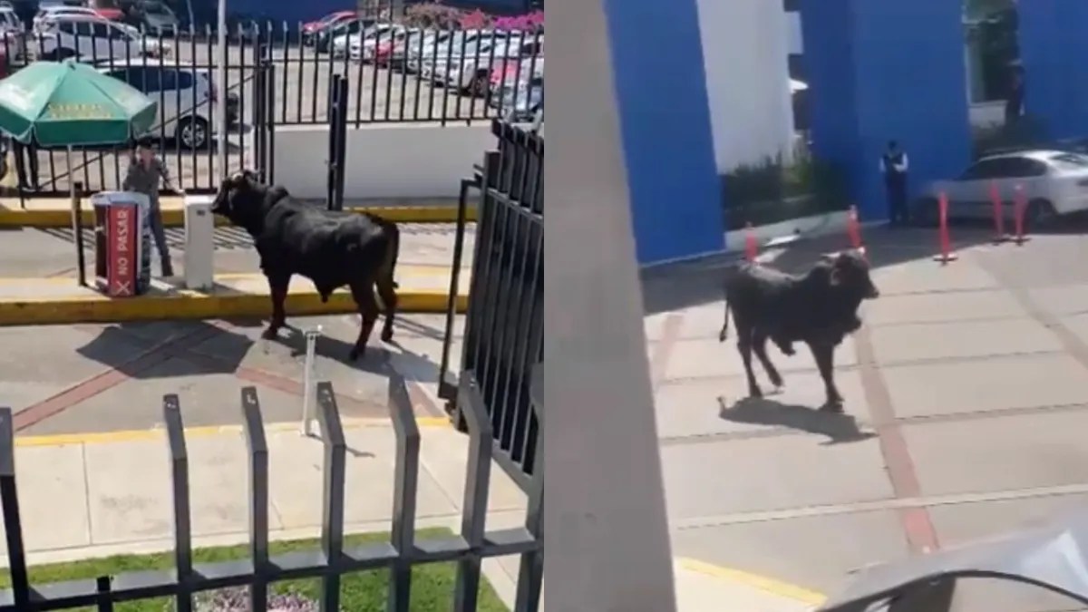 Foto:Captura de pantalla|VIDEO: Encuentran a un toro dentro de la escuela La Salle en CDMX