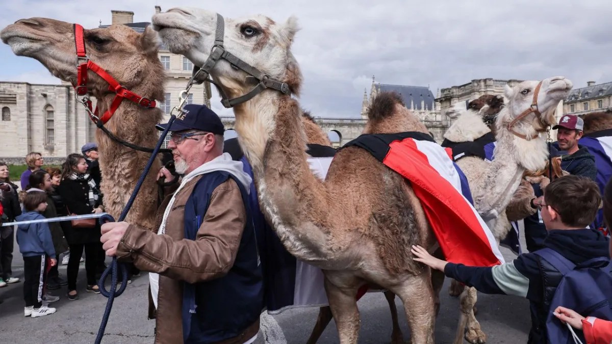 Foto: AFP | Camellos