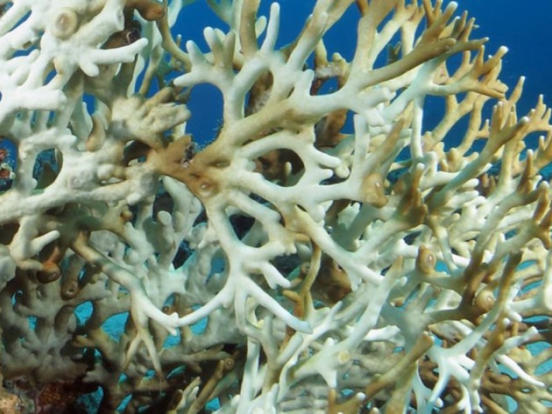 Lanzan advertencia por blanqueamiento de corales