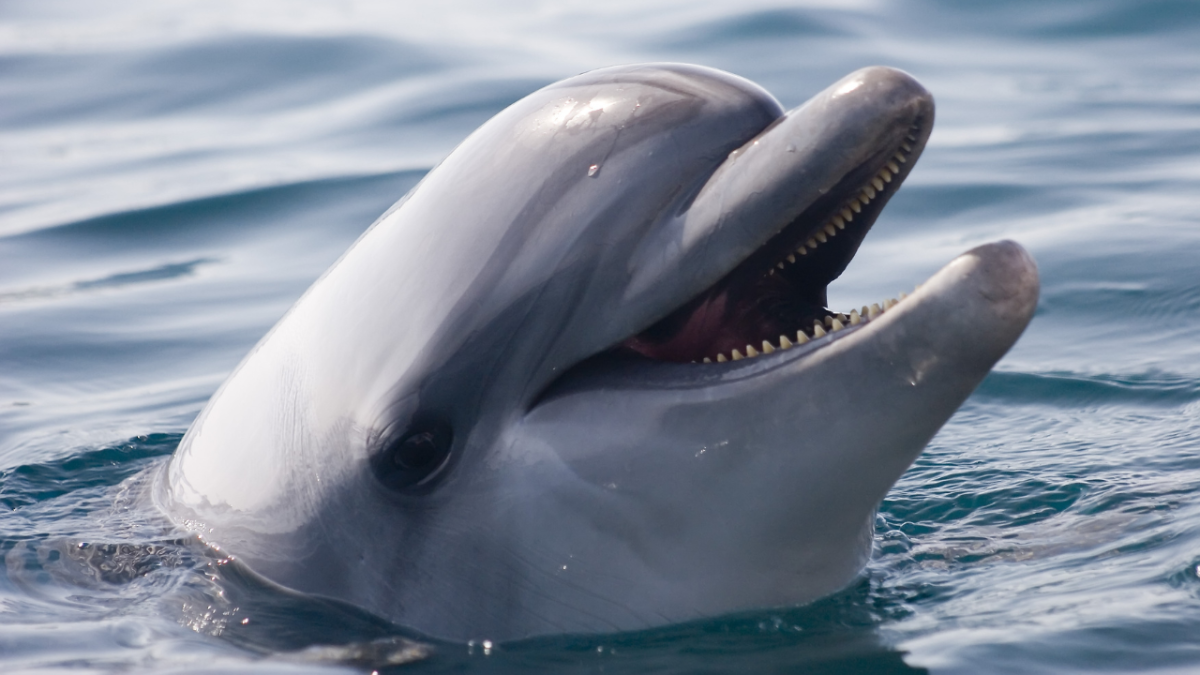 Foto: Especial. El delfín nariz de botella es una especie marina protegida por la Ley de Protección de Mamíferos Marinos en Estados Unidos.