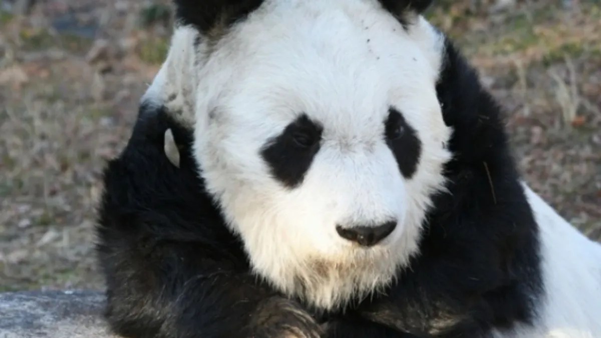 Foto:Twitter/@kobeojizoo|Muere la panda más anciana de Japón a sus 28 años