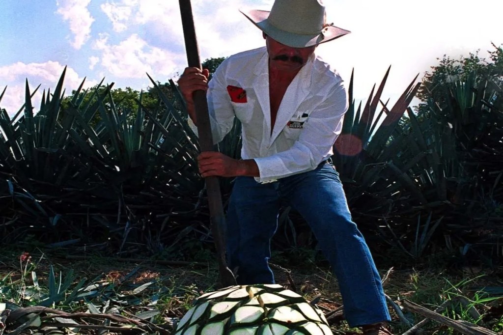 Foto: Especial | Desde 1974, nuestro país fijó la denominación de origen del tequila, con lo que se creó una agroindustria de la que dependen 90 mil familias con presencia en cincos estados y genera 100 mil empleos,