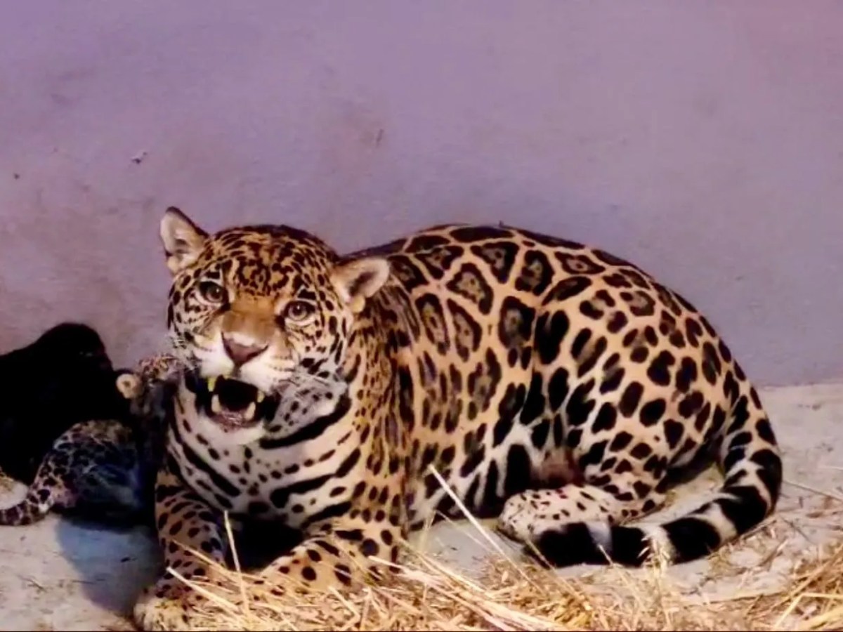 Nacen tres cachorros de jaguar en Zoológico de Chapultepec
