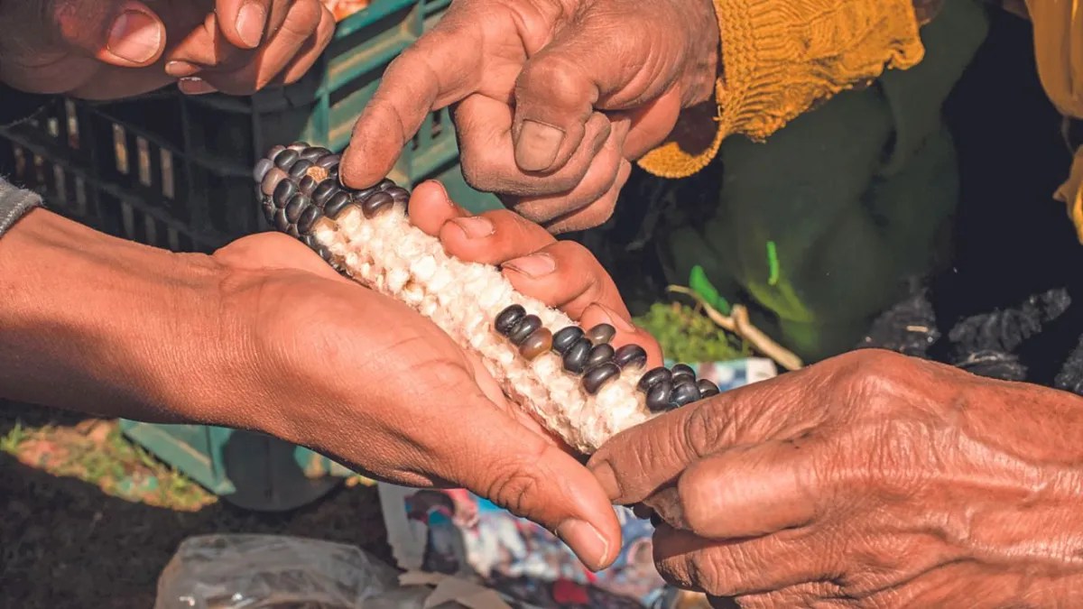 Foto: Especial | Durante los primeros tres meses del año, la producción nacional de granos y oleaginosas cayó un 14.5% por la aguda sequía que se vive en el país, alertó el Grupo Consultor de Mercados Agrícolas