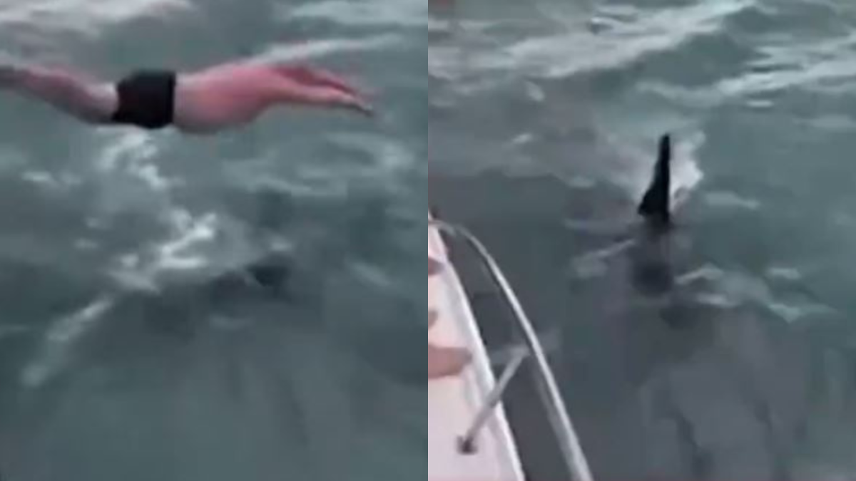 Foto: Captura UHN. El Departamento de Conservación señaló que es ilegal nadar con ballenas y acosar a los mamíferos marinos.