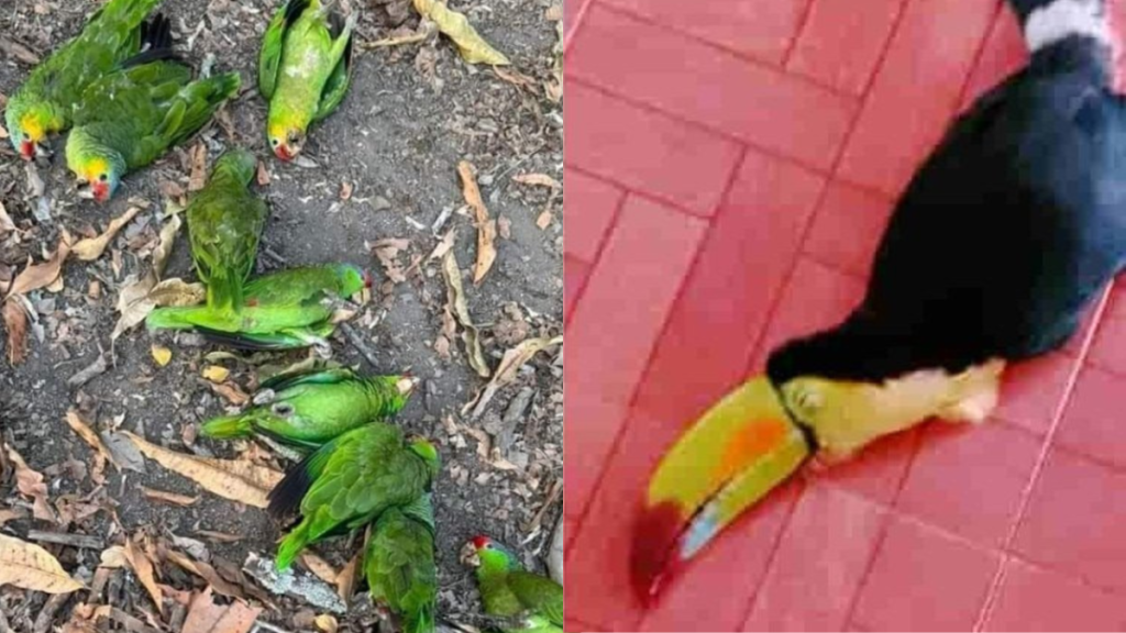 Foto: Libro Negro. La Comisión de parques y Biodiversidad de Tamaulipas publicó en su página de Facebook algunas recomendaciones para atender a las aves y mamíferos pequeños.
