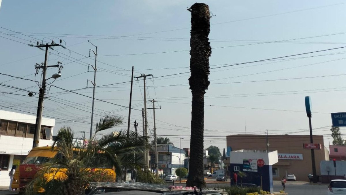 Servicios Públicos retirará palmeras muertas en la colonia La Paz