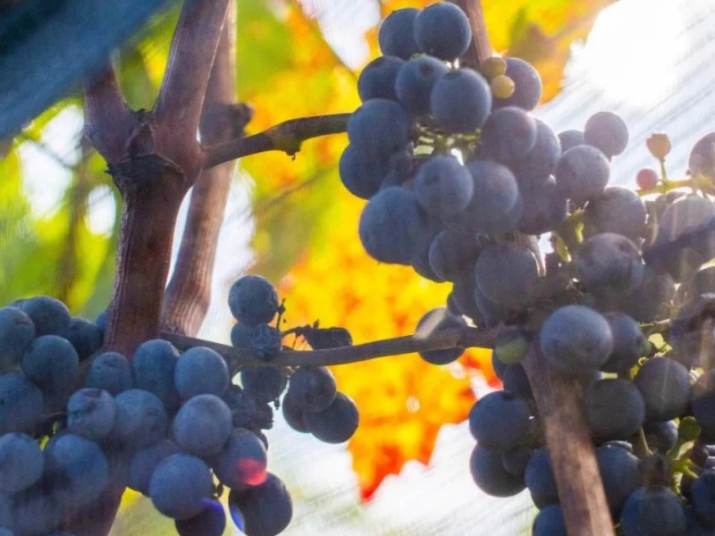 Se logra posicionar la uva mexicana en cinco años