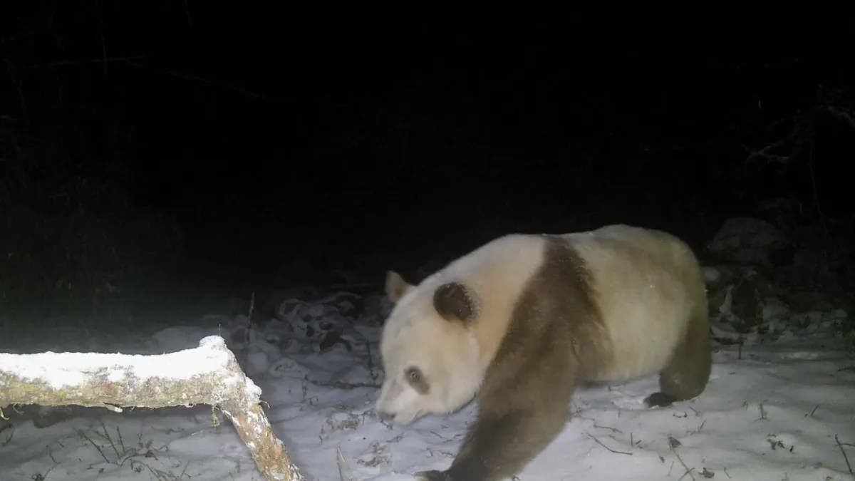 Un panda pardo fue avistado en las montañas Qinling, en la provincia china de Shaanxi.