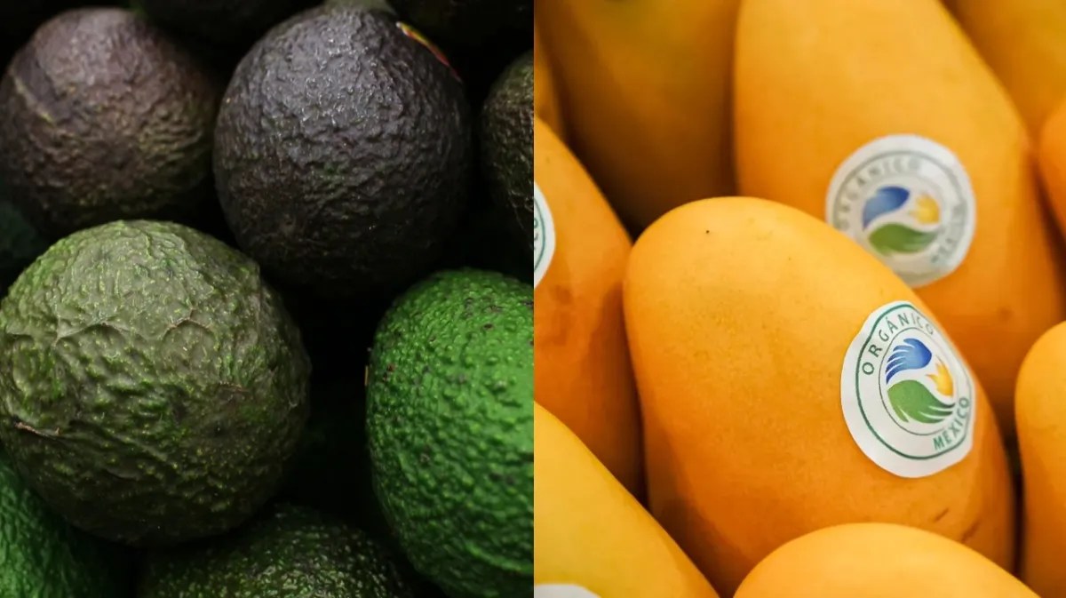Aguacate/Mango/Estados Unidos suspende inspecciones de aguacates y mangos en Michoacán