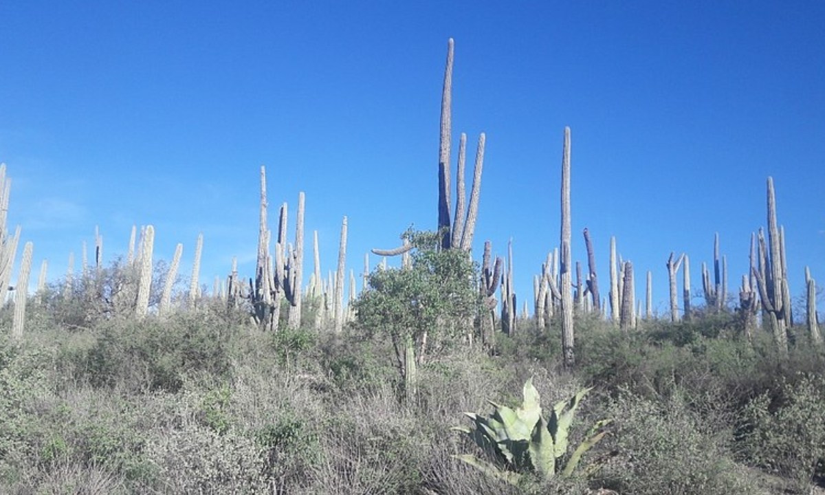 El proyecto llamado Residencial Valle Dorado, que se encontraba en estudio desde el 21 de noviembre de 2023 | Foto: Especial