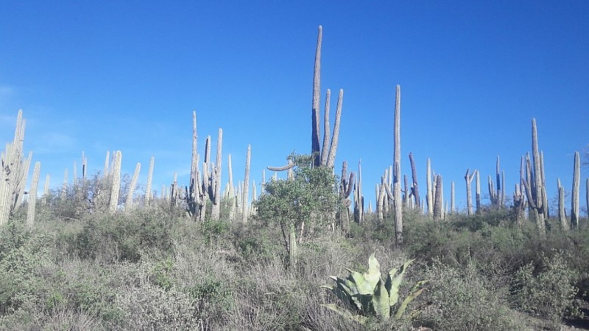 El proyecto llamado Residencial Valle Dorado, que se encontraba en estudio desde el 21 de noviembre de 2023 | Foto: Especial