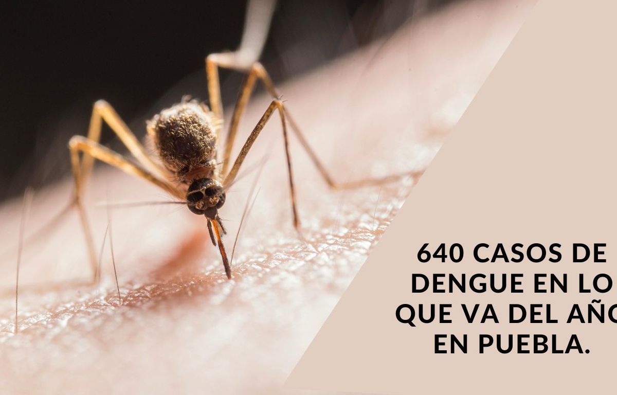 En un comunicado emitido por la Secretaría de Salud del estado de Puebla, se informó que en las últimas 24 horas se registraron 14 nuevas hospitalizaciones debido al dengue, sin reportarse defunciones recientes.