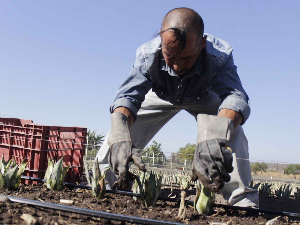 Con el objetivo de llevar justicia al campo poblano y darle de comer a los que nos dan de comer, apegados a los principios de un gobierno humanista, en Puebla se reforzarán las acciones de bienestar del agro.