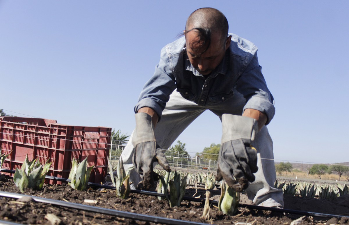 Con el objetivo de llevar justicia al campo poblano y darle de comer a los que nos dan de comer, apegados a los principios de un gobierno humanista, en Puebla se reforzarán las acciones de bienestar del agro.