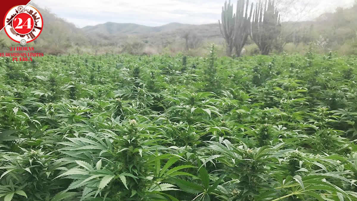 Ubican a Ixcamilpa de Guerrero como primer productor de marihuana en Puebla