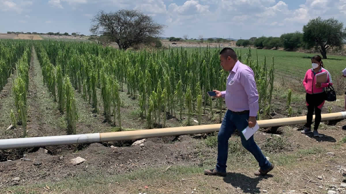 Recorre Desarrollo Rural cultivos afectados por granizada en ocho municipios