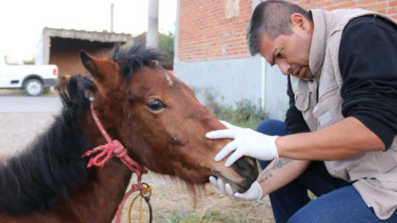 Denuncian penalmente al sujeto que maltrató a la yegua Mila