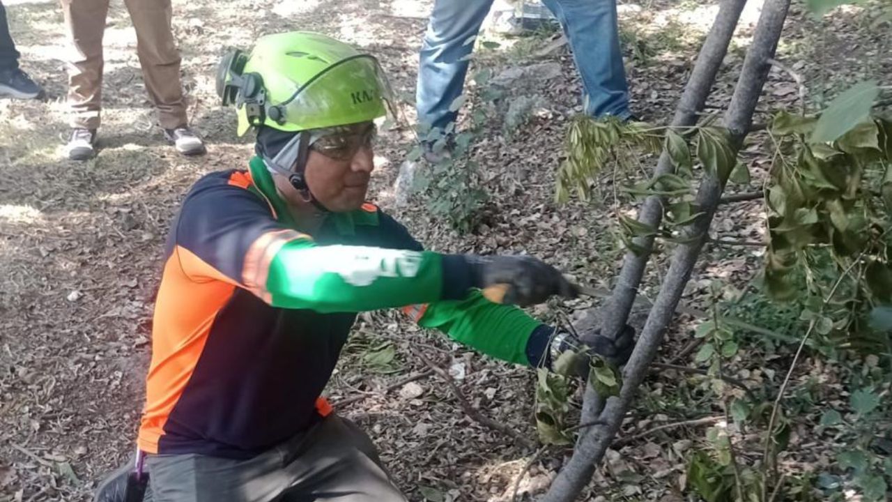 Curso para dictaminación de árboles