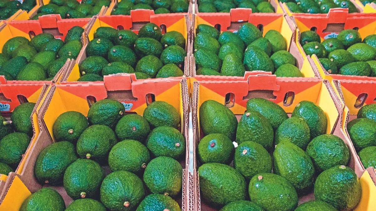 Foto: Especial | Los inspectores agrícolas estadounidenses volvieron ayer a las empacadoras y los campos de aguacate en Michoacán