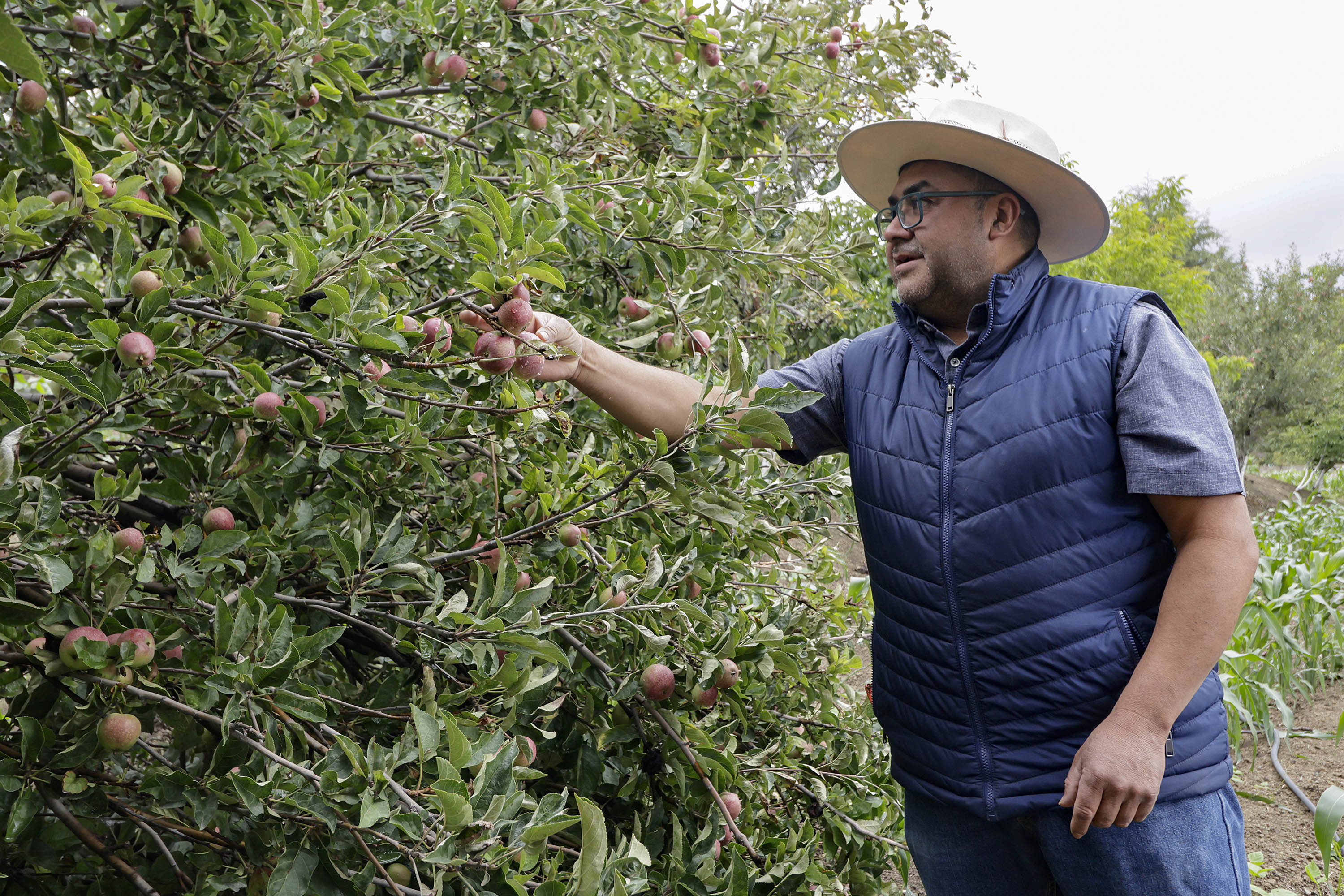 En respuesta a los desafíos climáticos y las plagas que han impactado la agricultura local, el estado de Puebla ha asignado un fondo significativo de 50 millones de pesos para mitigar los daños en los cultivos. Este esfuerzo se enmarca dentro del 'Programa para la Atención de Siniestros en el Campo Poblano', diseñado para proporcionar alivio financiero a los productores afectados por fenómenos climatológicos y condiciones adversas.