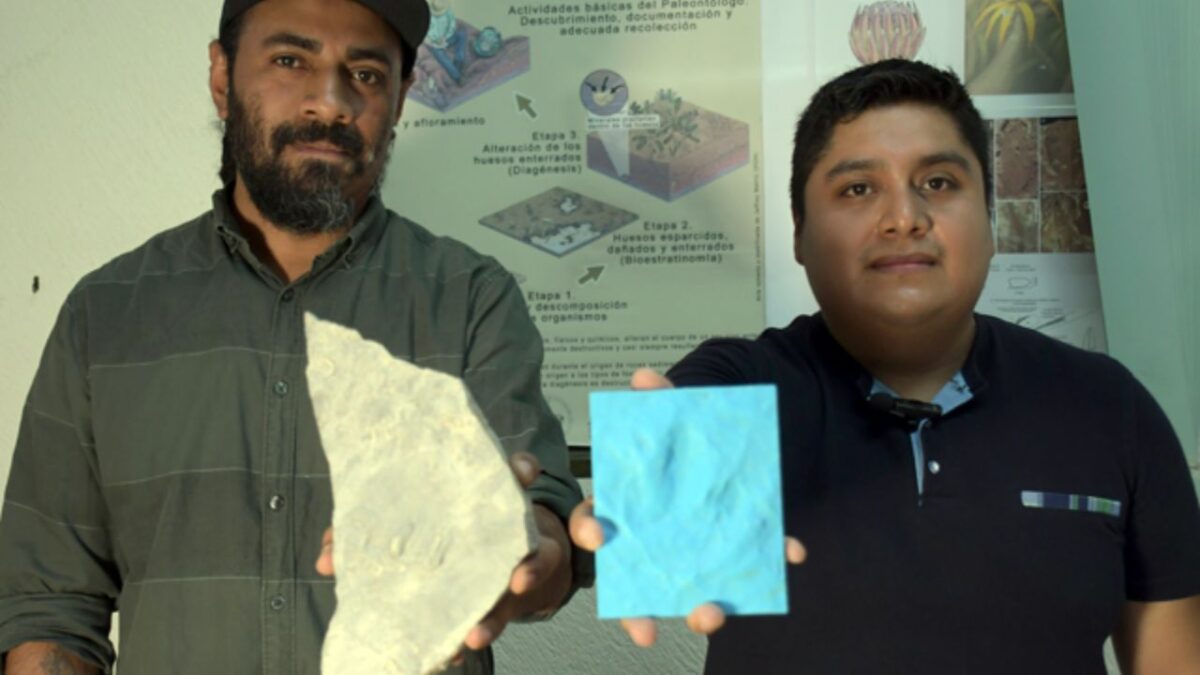Investigadores de la Facultad de Ciencias Biológicas de la BUAP registraron cuatro nuevas huellas fosilizadas de dinosaurios de los subórdenes Theropoda y Sauropoda en la Formación San Juan Raya.