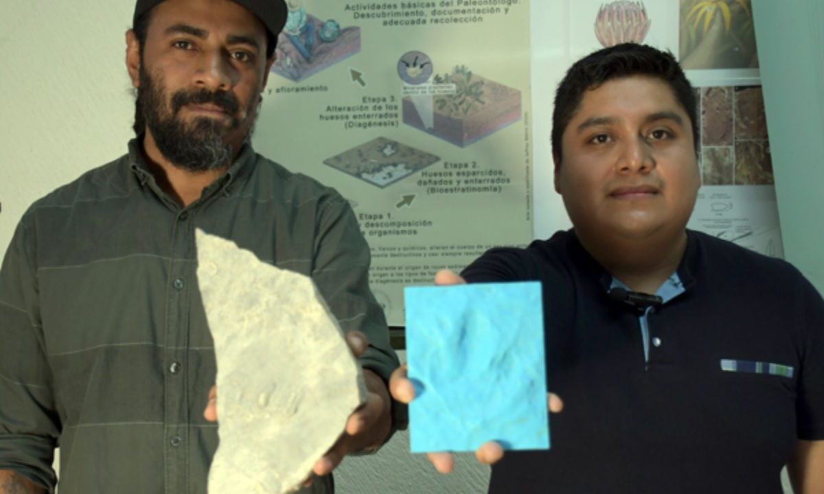 Investigadores de la Facultad de Ciencias Biológicas de la BUAP registraron cuatro nuevas huellas fosilizadas de dinosaurios de los subórdenes Theropoda y Sauropoda en la Formación San Juan Raya.